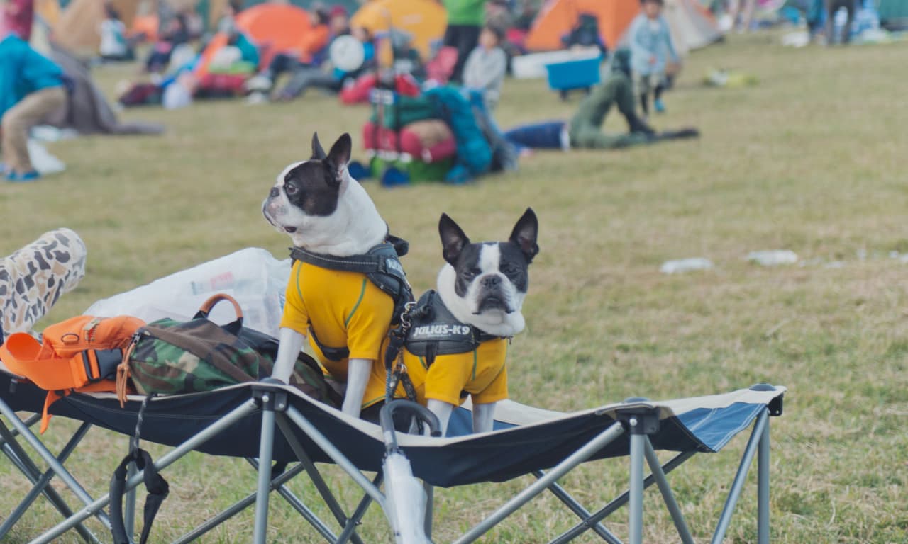 ワンちゃんに嬉しいドッグラン イメージ